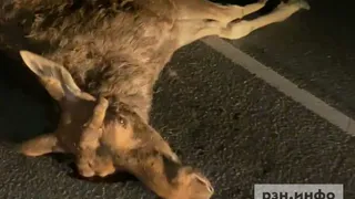 На трассе под Рязанью 7 июня сбили лося