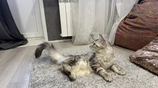 Кошка сбрасывает вещи со стола и смотрит на хозяина: Зачем она так делает - не знают даже опытные кошатники