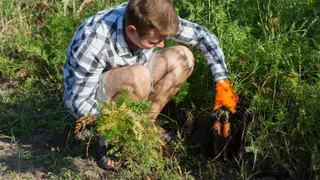 Морковь сразу пойдет в активный рост: в июне полейте грядку этим составом — это первый шаг к обильному урожаю