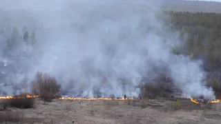 Тревожная статистика: за полгода в Рязанской области случилось 20 лесных пожаров