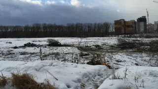 Чиновники добрались до Деснянского лесопарка