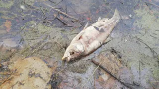 Кверху брюхом: в пруду под Рязанью массово умерла рыба