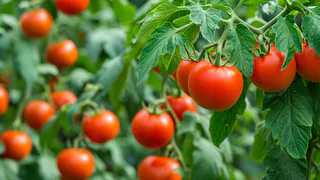 Навоз больше не покупаю: перед посадкой в мае раскидываю этот порошок - томаты лезут как на дрожжах