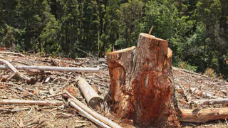 В Гусь-Хрустальном двоих местных жителей осудят за вырубку сосен и угрозу убийством
