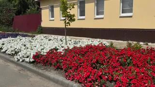 Как же меня радует этот многолетник: осыпает яркими цветами все лето, а ухода не требует