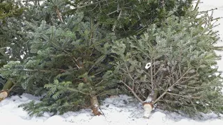 Елки без документов