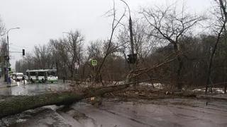 В Брянске на дорогу упало дерево