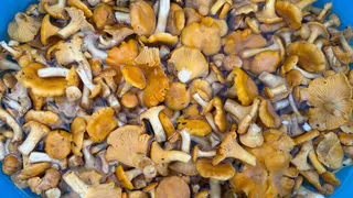 Можно ли употреблять червивые грибы – эксперты дали ответ твердо и четко: запомните раз и навсегда