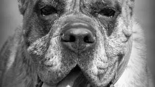 Свобода против безопасности - по улицам Рязани ходят опасные собаки без намордников