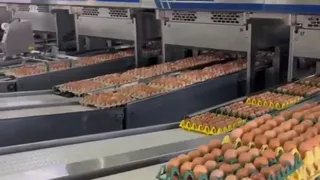 Шеф-повар и телеведущий Константин Ивлев посетил Лакинскую птицефабрику Владимирской области