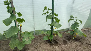 Заливаю 1 стакан под огурцы – начинают расти как бешеные, даже хилые растения обильно заплодоносят: лучшие подкормки