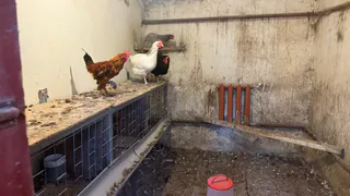 В Рязанской области обнаружили 11 нарушений в учете животных на хозяйствах