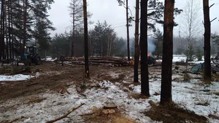 Фото факт: в Рязанском районе вырубили часть леса