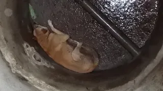 В Рыбном девушка полезла в колодец за собакой, когда МЧС отказались приехать