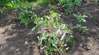 Расправляю скрученные листья томатов за 5 минут без химии: пока соседи тратятся на дорогие препараты, использую это копеечное средство