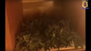 Мужчина из Рязани выращивал марихуану в квартире