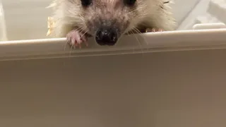 Минутка милоты: рассказываем, как рязанка завела себе декоративного ежика