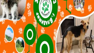 Кошки - сестры из приюта «Зоозабота» во Владимире ищут новый дом