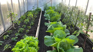 Овощ, который губит почки: в Европе его больше не едят