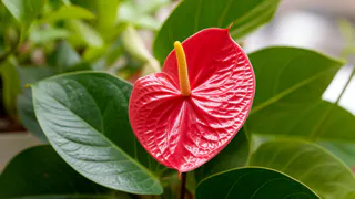 Антуриум обожает эту подкормку: 1 шт. на 1 литр — и цветоносы лезут без остановки весь год — мощная подкормка