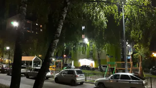 Опасное дерево