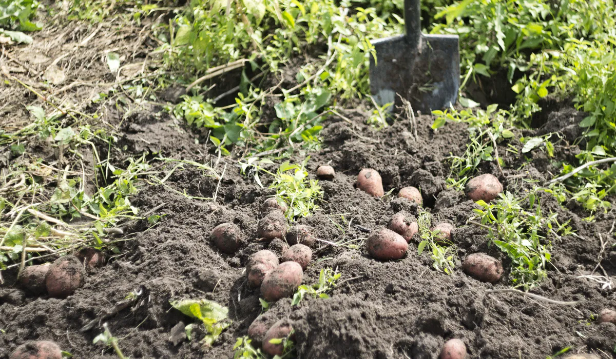 Какой картофель даст больший урожай: резаный или целый? Мнение агронома Ксении Давыдовой