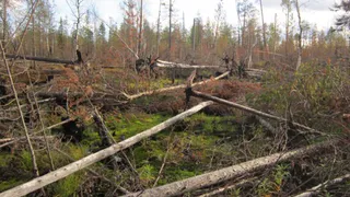 Коми приступает к очистке лесов на площади свыше 1400 гектаров