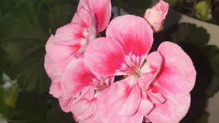 Моя герань больше зимой не лысеет: одна таблетка в воду — цветёт не переставая