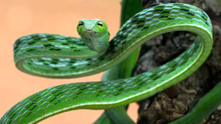 Змея принесёт счастье на золотом хвосте: Павел Глоба озвучил 3 знака, которым выпадет счастливый лотерейный билет