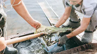 «Химпром» выпустил в Волгу 50 тысяч мальков толстолобика