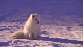 Русские собаки удивляют с первого взгляда — одна из них ломает все стереотипы: именно поэтому её боятся