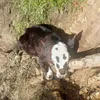 В Коми спасатели вытащили бычка из трясины