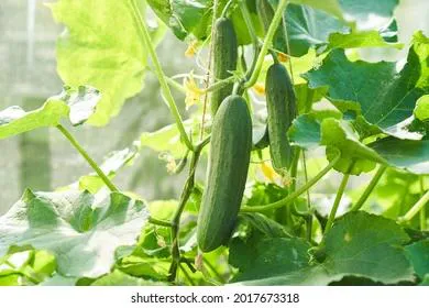 Названа ошибка, из-за которой огурцы в конце лета перестают плодоносить