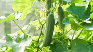 Названа ошибка, из-за которой огурцы в конце лета перестают плодоносить