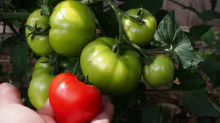 Теперь даю соду томатам с 30 мая - урожай попрет как танк: по 11-13 кг плодов с каждого кустика