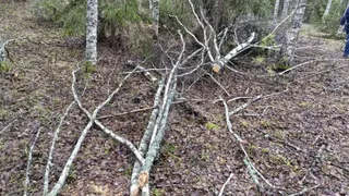 Жителю Судогодского района назначили штраф в 250 тысяч рублей за незаконный спил берёз