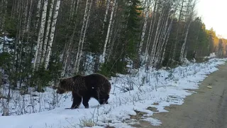 Медведь напал на людей в Коми