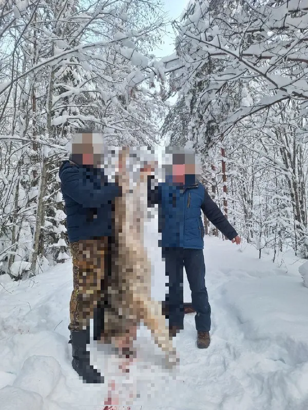 В Коми в рамках плановых отстрелов охотники устранили четырех волков
