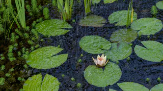 О погоде в Рязани -  в выходные жителям города следует запастись зонтиками