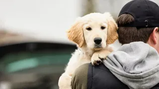 В регионе телефонные мошенники запугивают граждан изъятием домашних животных