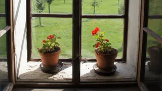 Три растения-вампира, которые высасывают все силы из хозяина и притягивают сплошные несчастья