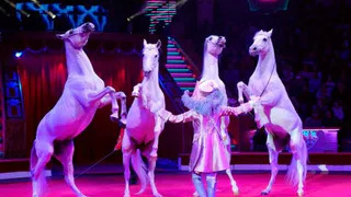 В Брянске рассказали о принудительных походах школьников в цирк