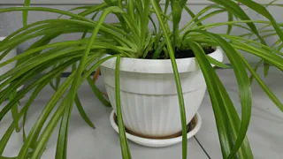 Срочно выкиньте этот цветок из дома: приносит несчастья и беды всей семье вопреки приметам