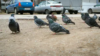 В Коми призывают помочь птицам с пропитанием