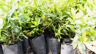 Места надо знать: где осенью раздобыть бесплатные саженцы и семена цветов