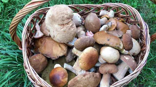 Брянцам рассказали о нюансах безопасного сбора грибов 