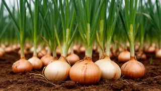 При первых желтых перьях — не тратя ни минуты: «заряжаю» лейку настоем — лук и чеснок снова зеленые и живые