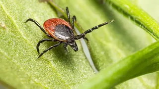 Во Владимирской области за неделю клещи укусили 99 человек