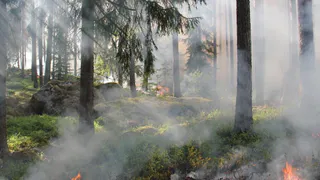 В Рязанской области 31 июля 2022 года произошел лесной пожар