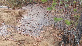 Работники Усинского лесничества нашли нефть возле кладбища